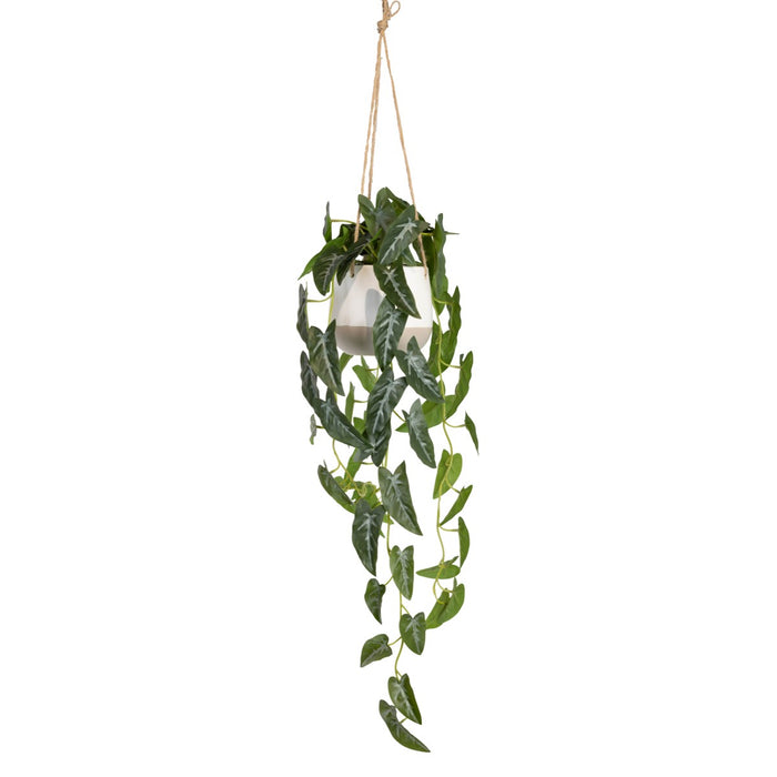 Syngonium In Hanging Planter 105cm