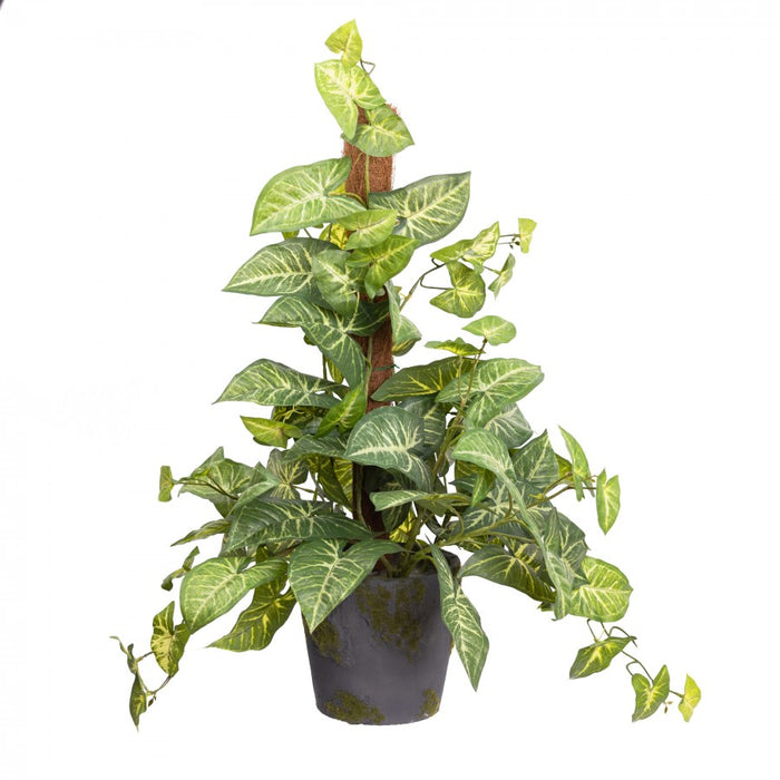 Syngonium Plant on Pole 73cm