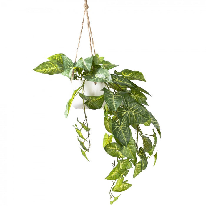 Syngonium in Hanging Pot 80cm Green Set of 2