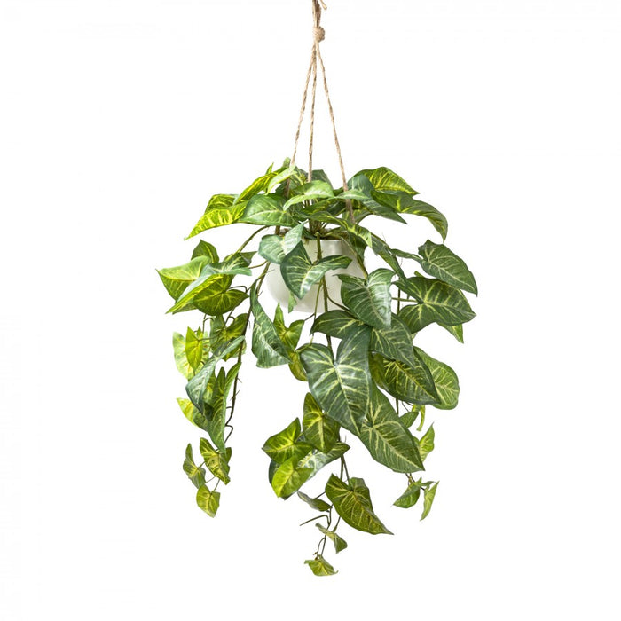 Syngonium in Hanging Pot 80cm Green Set of 2