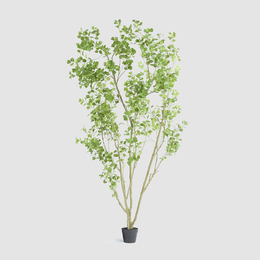 Artificial Real Touch Pieris Japonica Tree 260cm Green - FLORA DESIGNS