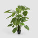 Artificial Real Touch Taro Tree 210cm Green - FLORA DESIGNS