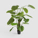 Artificial Real Touch Taro Tree 210cm Green - FLORA DESIGNS
