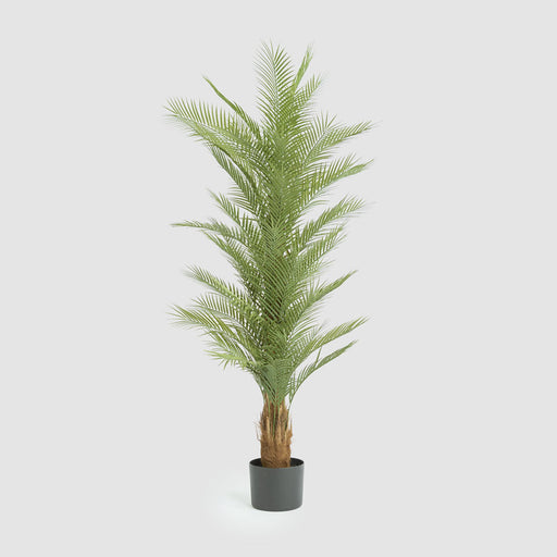 Artificial Real Touch Palm Tree 180cm Green - FLORA DESIGNS