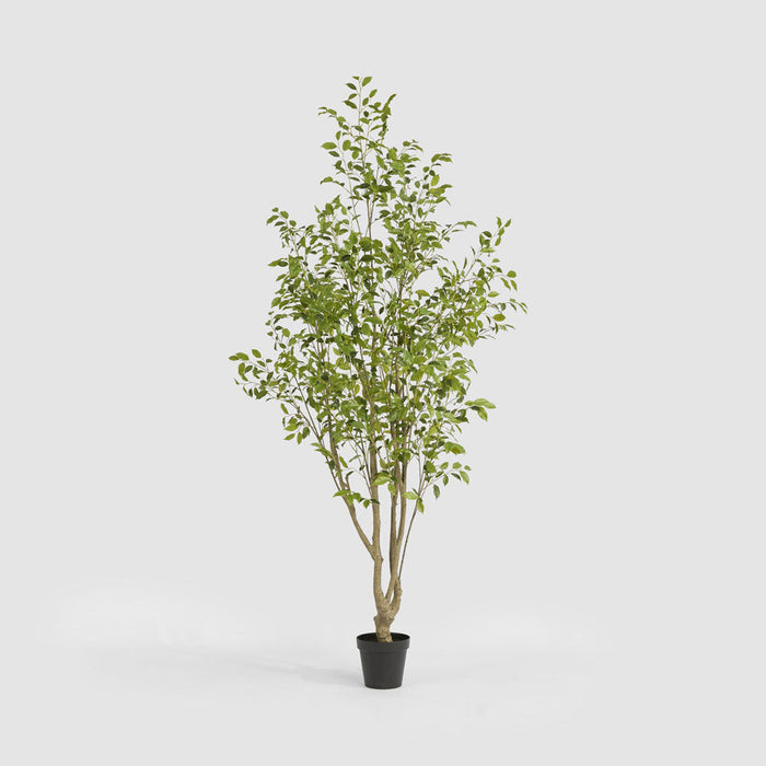 Artificial Real Touch Variegated Ficus 270cm Green - FLORA DESIGNS