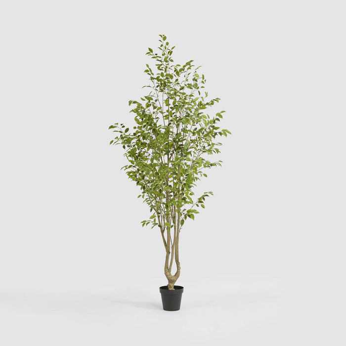 Artificial Real Touch Variegated Ficus 270cm Green - FLORA DESIGNS