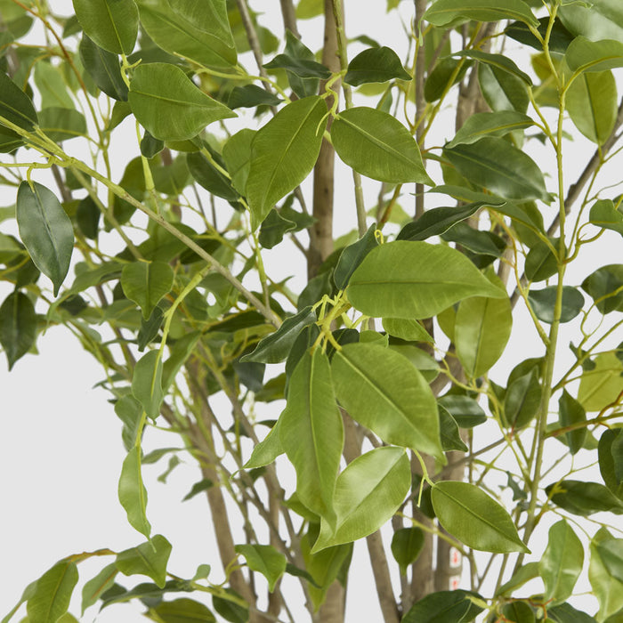 Artificial Real Touch Variegated Ficus 270cm Green - FLORA DESIGNS