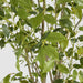 Artificial Real Touch Variegated Ficus 270cm Green - FLORA DESIGNS