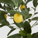 Artificial UV Lemon Tree 150cm Green - FLORA DESIGNS