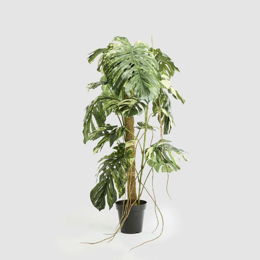Artificial Variegated Monstera Plant in Black Pot 252cm Green - FLORA DESIGNS