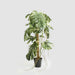 Artificial Variegated Monstera Plant in Black Pot 252cm Green - FLORA DESIGNS