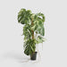 Artificial Variegated Monstera Plant in Black Pot 252cm Green - FLORA DESIGNS