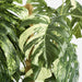 Artificial Variegated Monstera Plant in Black Pot 252cm Green - FLORA DESIGNS