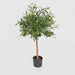 Artificial Olive Green Topping Tree 70cm Green - FLORA DESIGNS
