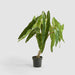 Artificial Potted Philodendron Spiritus Sancti Plant 104cm Green - FLORA DESIGNS