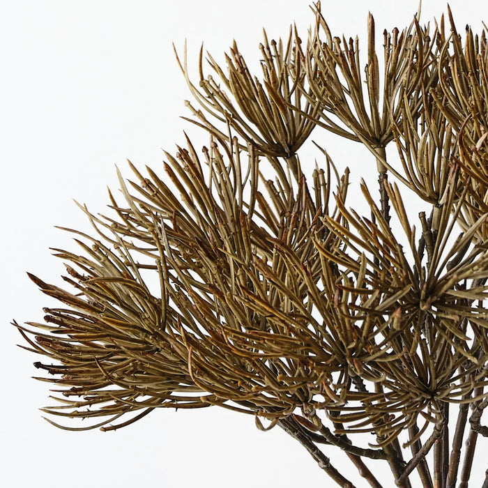 Thistle Bush Green Brown 25cm Set of 12