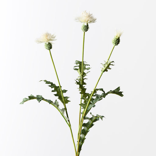 Thistle Spray White 63cm - Pack of 12