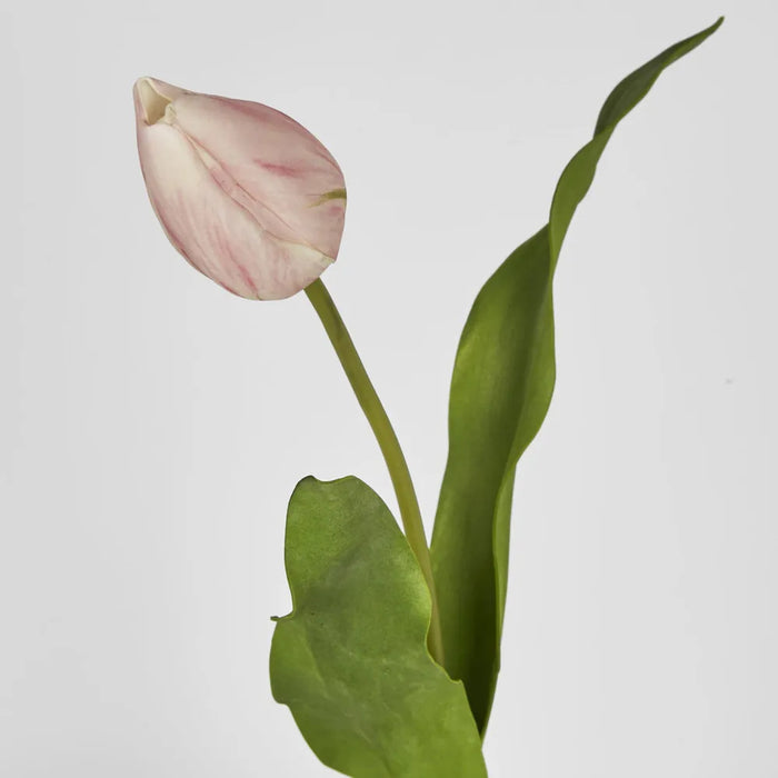 Tulip Stem Soft Touch 57cm Light Pink Pack of 12