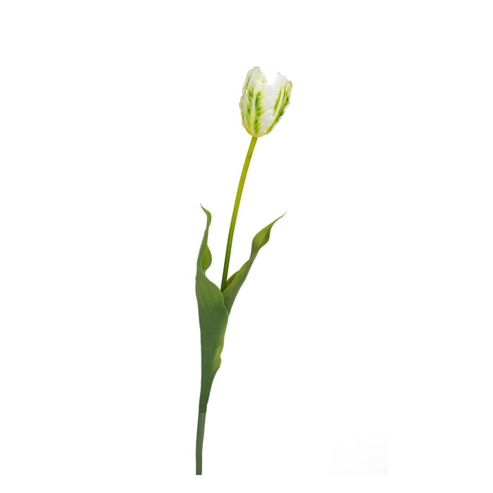 Tulip White Stem 60cm Pack of 6