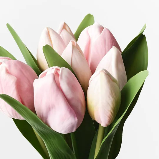 Tulip Wrap Bouquet Pink 30cm - Pack of 6