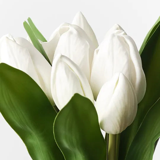 Tulip Wrap Bouquet White 30cm - Pack of 6