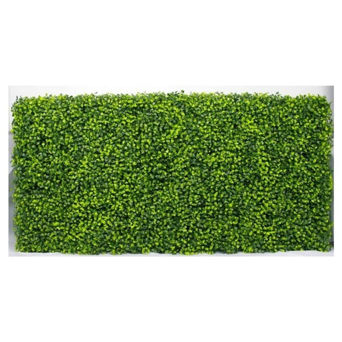 Mixed Boxwood Hedge X 100cmx50cm - FLORA DESIGNS