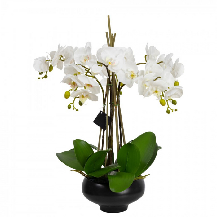 Orchid in Pedestal Black Bowl 62cm