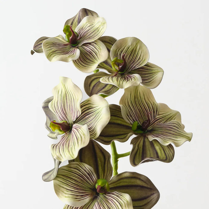 Vanda Orchid 66cm Green Eggplant- Pack of 12