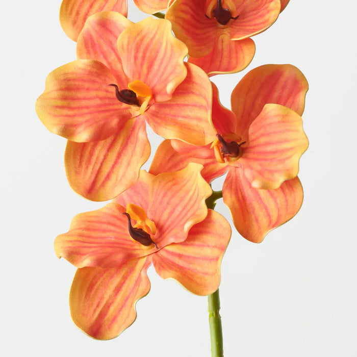 Vanda Orchid 66cm Orange - Pack of 12