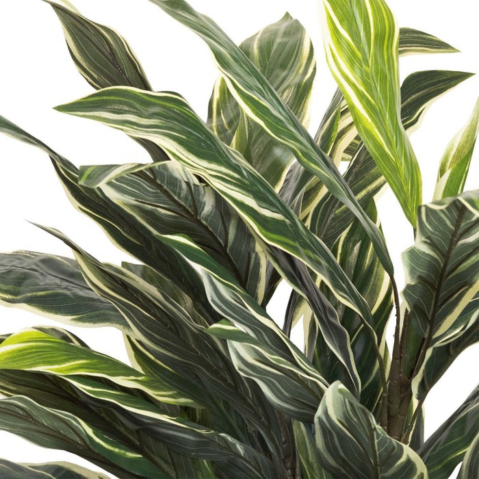 Variegated Cordyline Plant Green In Pot 90cm