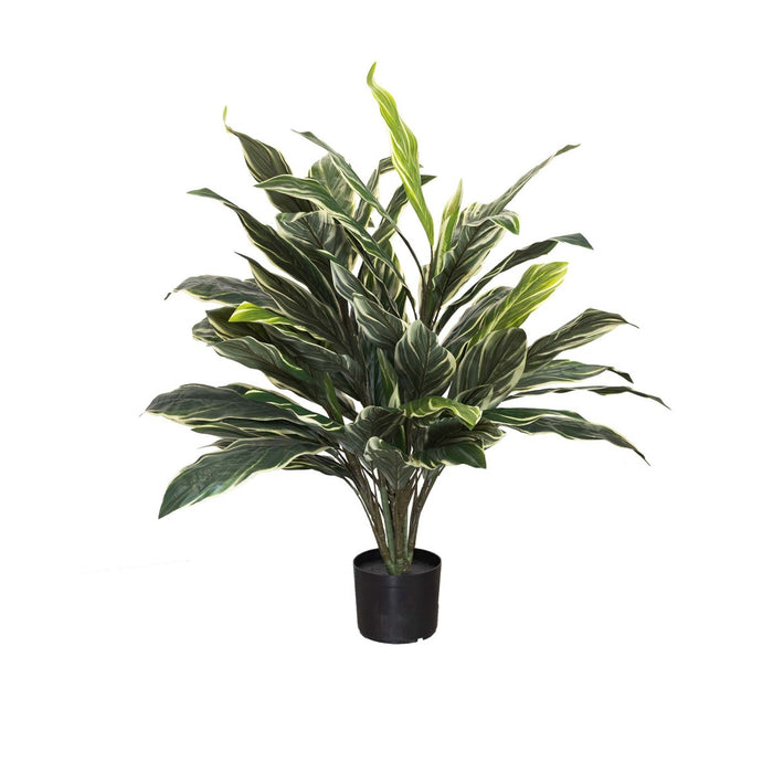 Variegated Cordyline Plant Green In Pot 90cm
