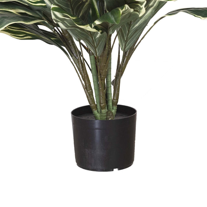 Variegated Cordyline Plant Green In Pot 90cm