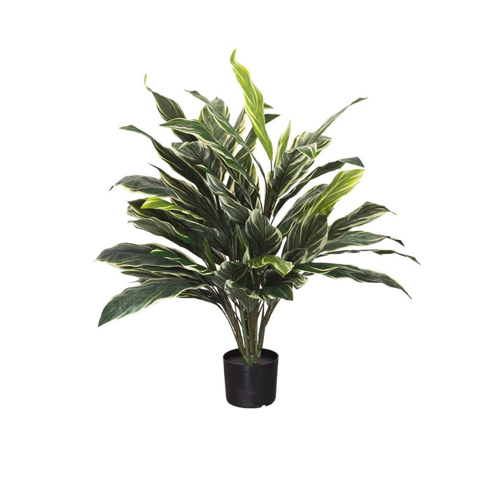 Variegated Cordyline Plant Green In Pot 90cm