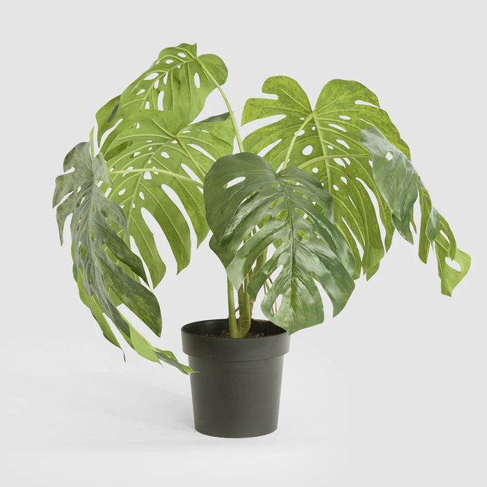 Variegated Monstera Bush Green in Black Pot, 79cm