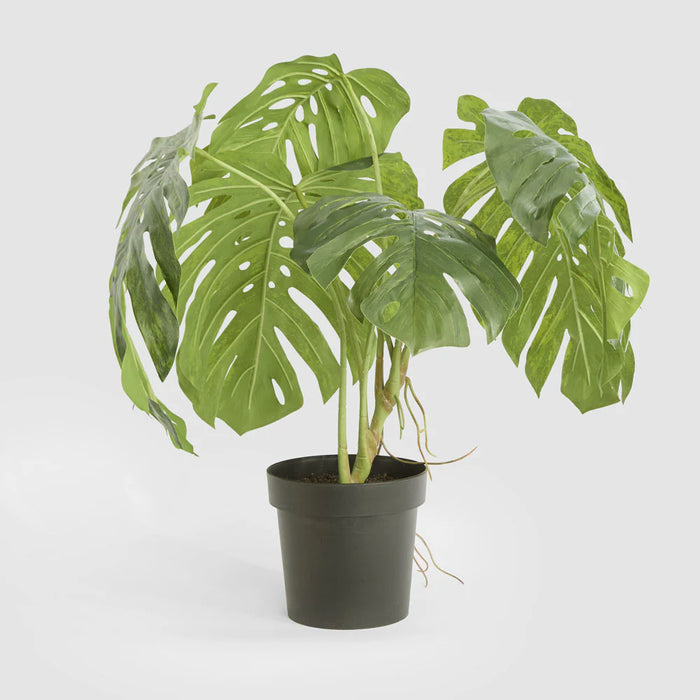 Variegated Monstera Bush Green in Black Pot, 79cm