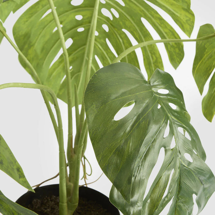 Variegated Monstera Bush Green in Black Pot, 79cm