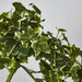 Verigated Sage Ivy Bush Green 182cm - Pack of 4