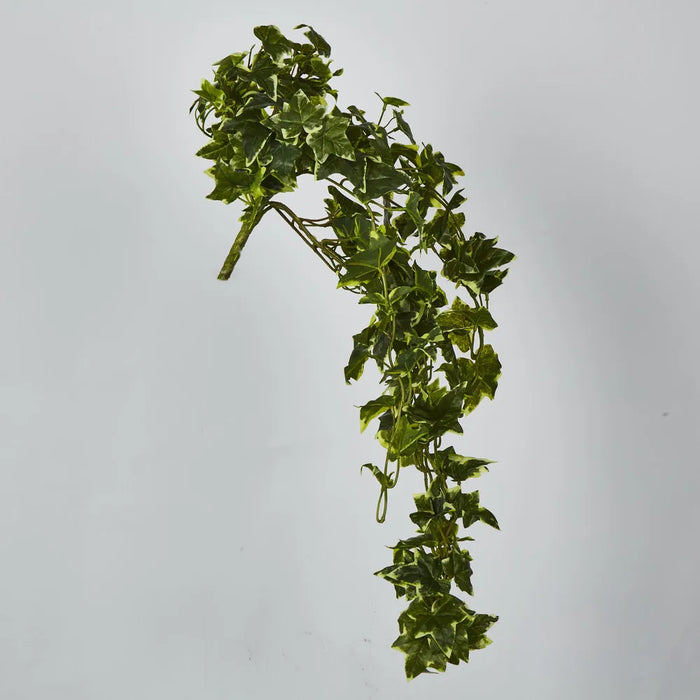 Verigated Sage Ivy Bush Green 182cm - Pack of 4