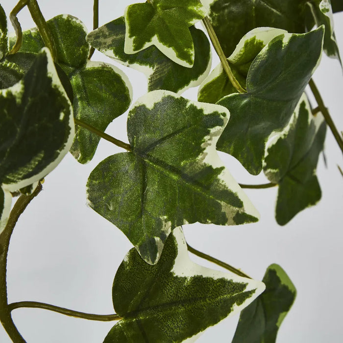 Verigated Sage Ivy Hanging Bush Green - Pack of 6