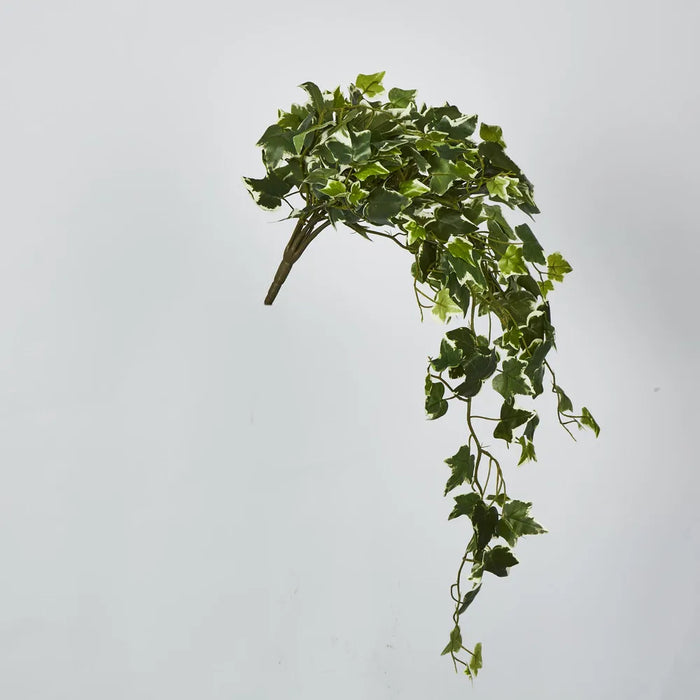 Verigated Sage Ivy Hanging Bush Green - Pack of 6