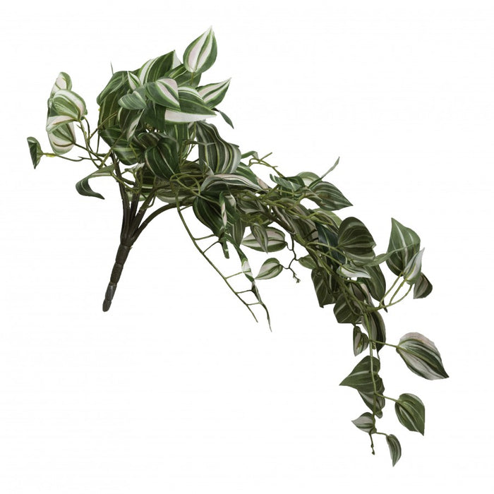 Wandering Jew Hanging Bush 55cm Set of 6