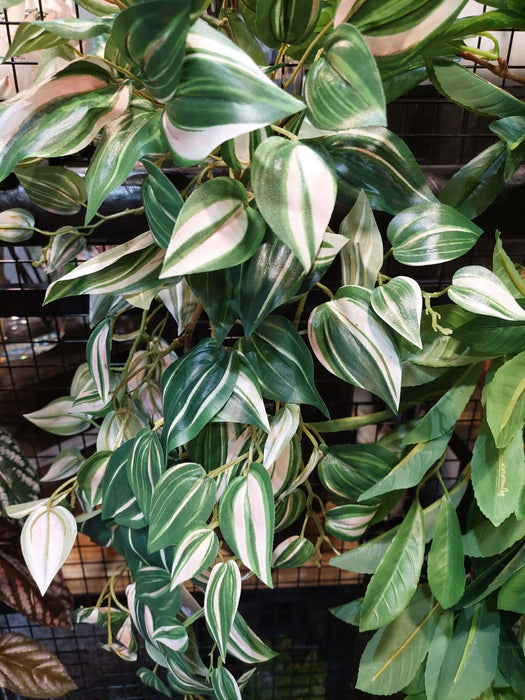 Wandering Jew Hanging Bush 55cm Set of 6