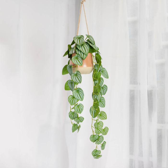 Watermelon Bush In Hanging Planter 105cm