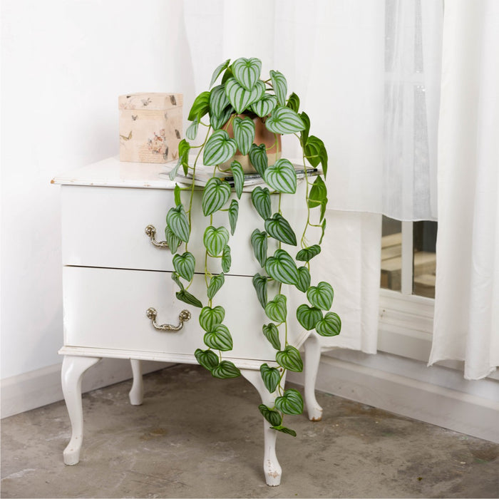 Watermelon Bush In Hanging Planter 105cm