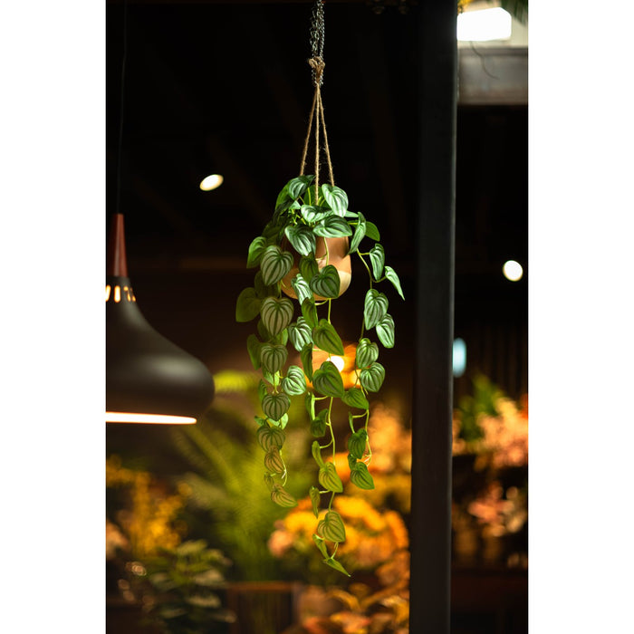 Watermelon Bush In Hanging Planter 105cm