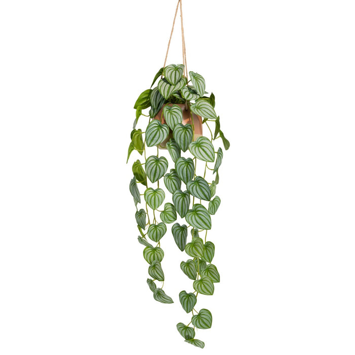 Watermelon Bush In Hanging Planter 105cm