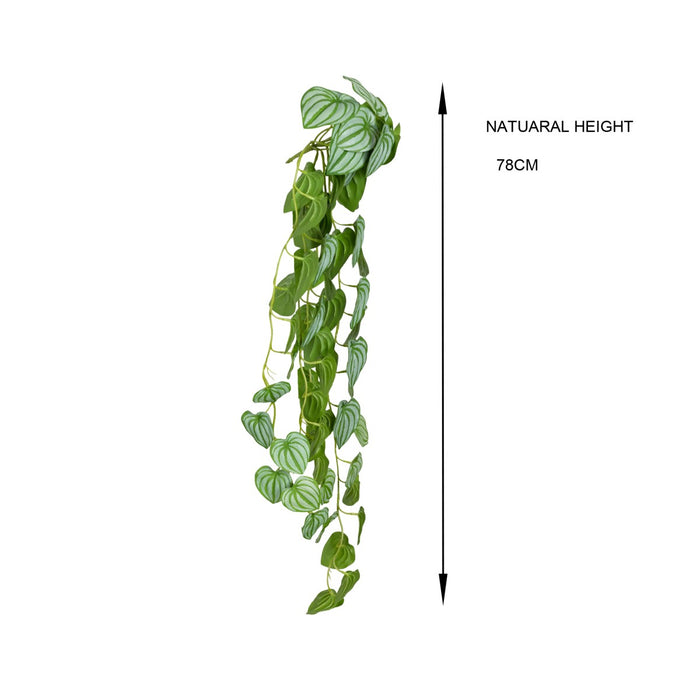 Watermelon Peperomia Hanging Bush 80cm Pack of 6