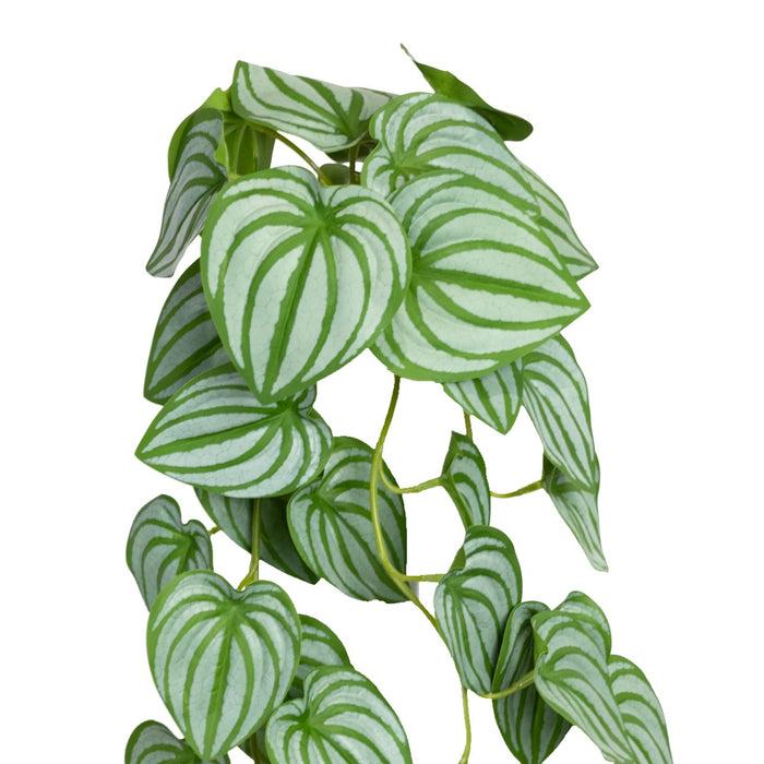 Watermelon Peperomia Hanging Bush 80cm Pack of 6