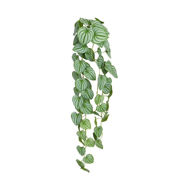 Watermelon Peperomia Hanging Bush 80cm Pack of 6