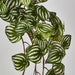 Watermelon Peperomia Hanging Bush Green White - Pack of 6